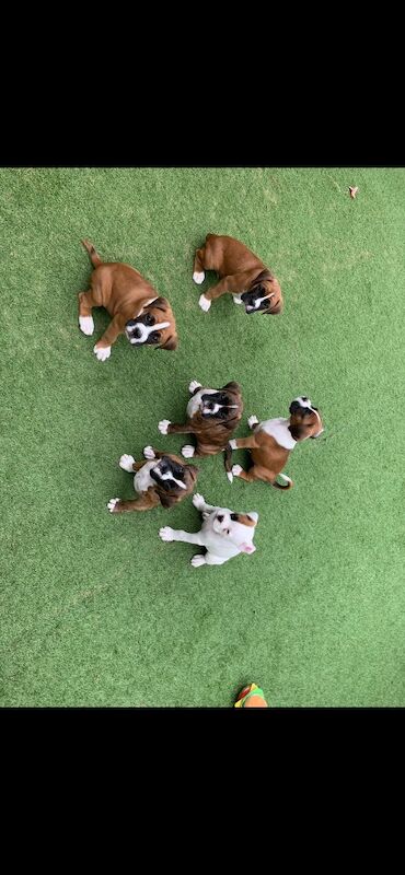 Boxer puppies for sale in Bournemouth, Dorset – KC registered, a few seconds old - Image 5 of 15