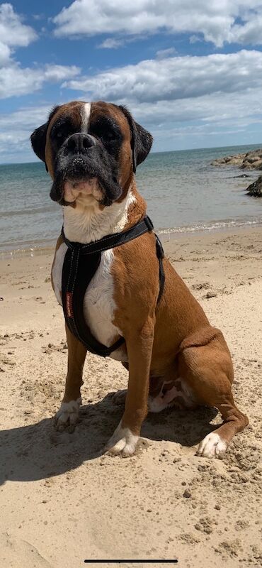 Boxer puppies for sale in Bournemouth, Dorset – KC registered, a few seconds old - Image 6 of 15