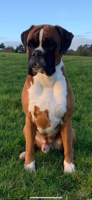 Boxer puppies for sale in Bournemouth, Dorset – KC registered, a few seconds old - Image 8 of 15