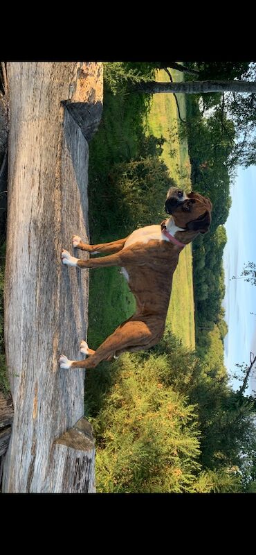 Boxer puppies for sale in Bournemouth, Dorset – KC registered, a few seconds old - Image 9 of 15