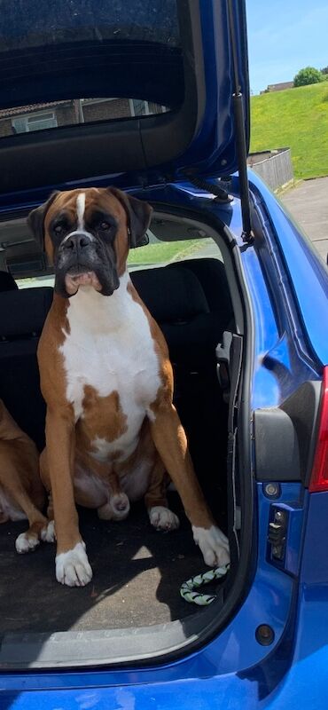 Boxer puppies for sale in Bournemouth, Dorset – KC registered, a few seconds old - Image 10 of 15