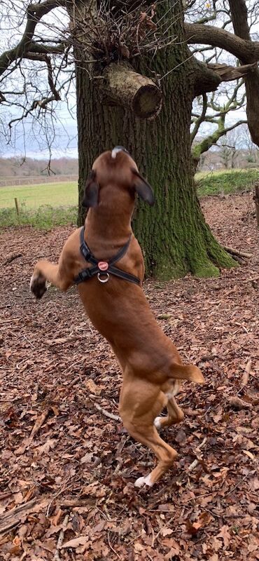 Boxer puppies for sale in Bournemouth, Dorset – KC registered, a few seconds old - Image 11 of 15