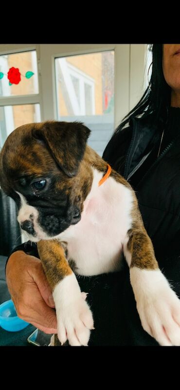 Boxer puppies for sale in Poole, Dorset – KC registered, 6 weeks old