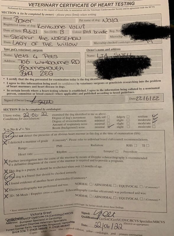 Boxer puppies for sale in Poole, Dorset – KC registered, 6 weeks old - Image 5 of 15