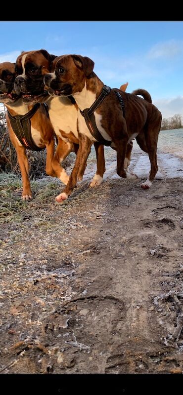 Boxer puppies for sale in Poole, Dorset – KC registered, 6 weeks old - Image 9 of 15