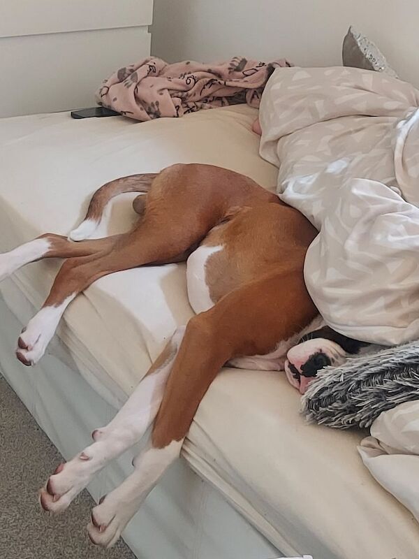 Boxer for sale in Sutton Coldfield, West Midlands