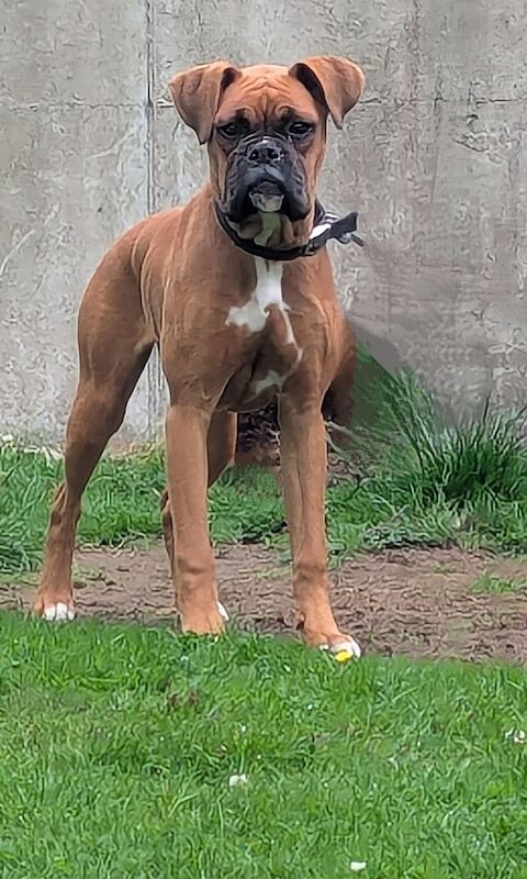 Boxer puppies for sale in Armagh, County Armagh – 6 months old