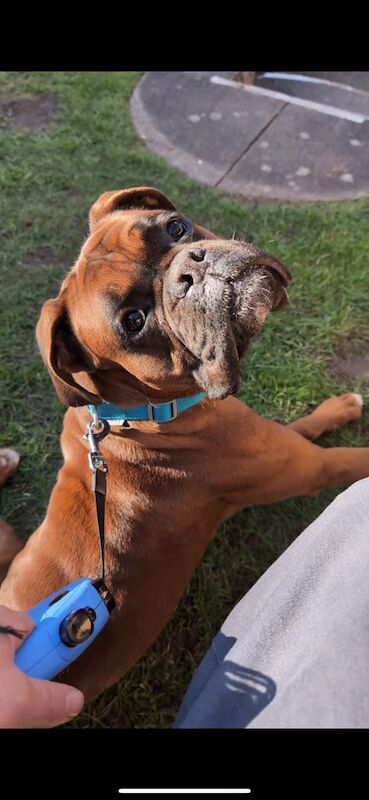 Boxer puppies for sale in Shepshed, Leicestershire – 3 years old
