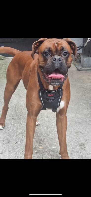Boxer puppies for sale in Shepshed, Leicestershire – 3 years old - Image 2 of 3