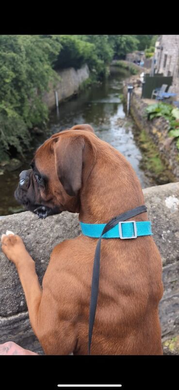 Boxer puppies for sale in Shepshed, Leicestershire – 3 years old - Image 3 of 3