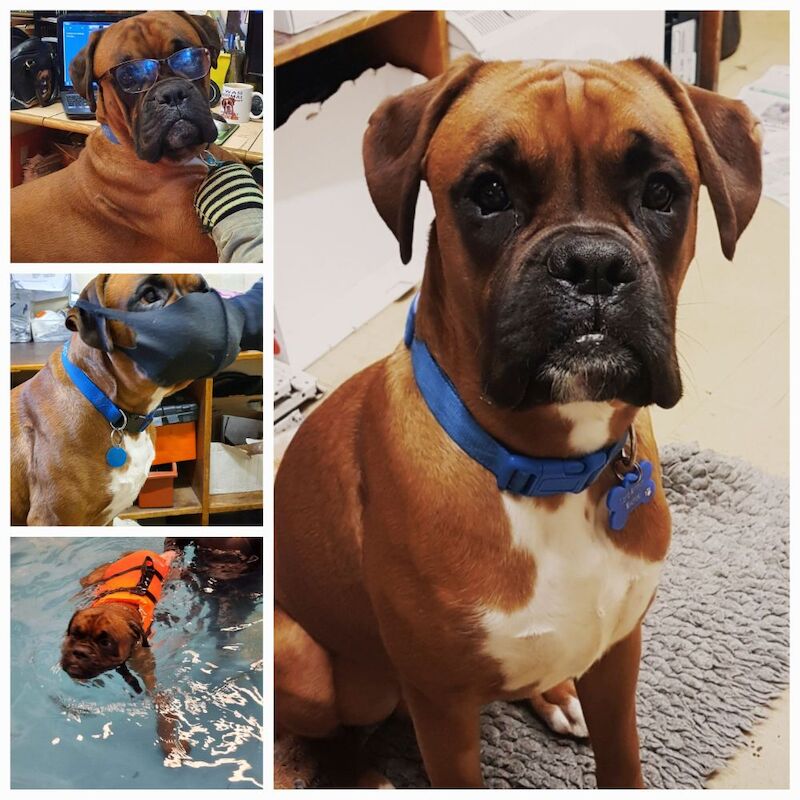 Boxer stud dog for stud in Telford, Shropshire – KC registered, 4 months old