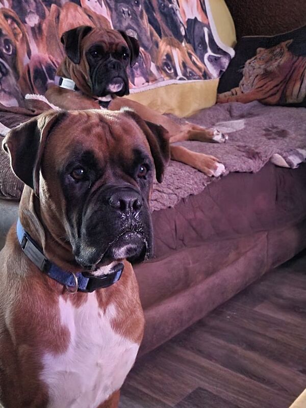 Boxer stud dog for stud in Telford, Shropshire – KC registered, 5 months old - Image 2 of 3
