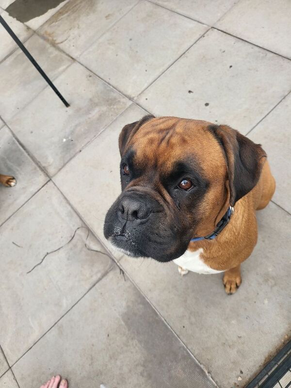 Boxer stud dog for stud in Telford, Shropshire – KC registered, 5 months old - Image 3 of 3