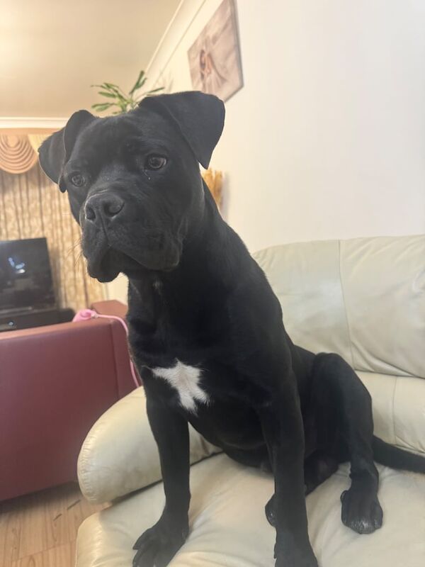 Boxer cane corso male for sale in Enfield, Greater London