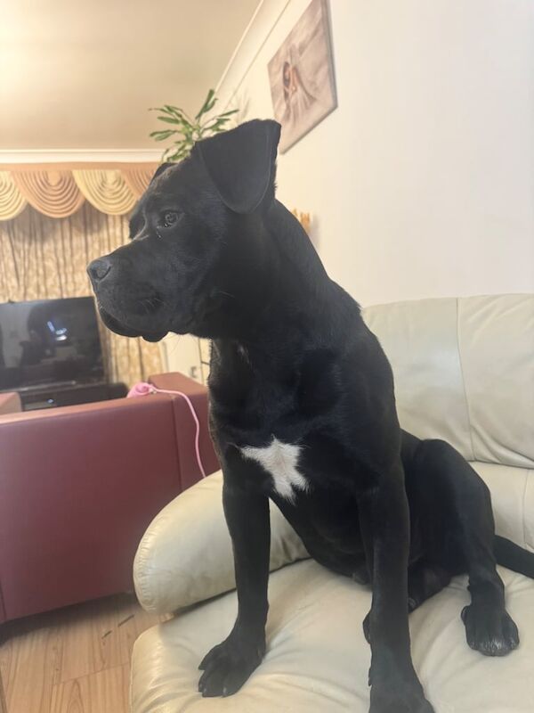 Boxer cane corso male for sale in Enfield, Greater London - Image 3