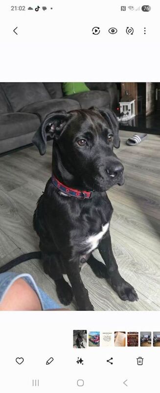 Boxer Puppies For Sale
