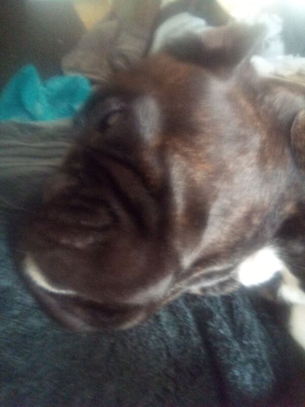 Boxer Dog For Sale in North Motherwell, North Lanarkshire