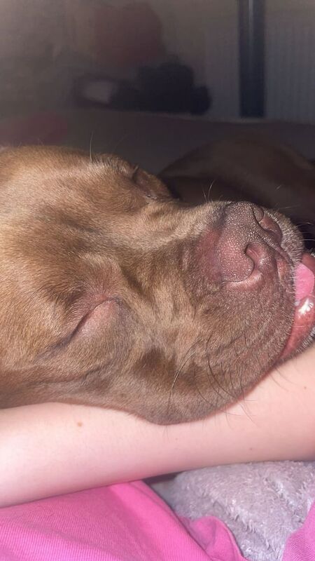 Boxer puppies for sale in Beeston, West Yorkshire – 11 months old - Image 2 of 3