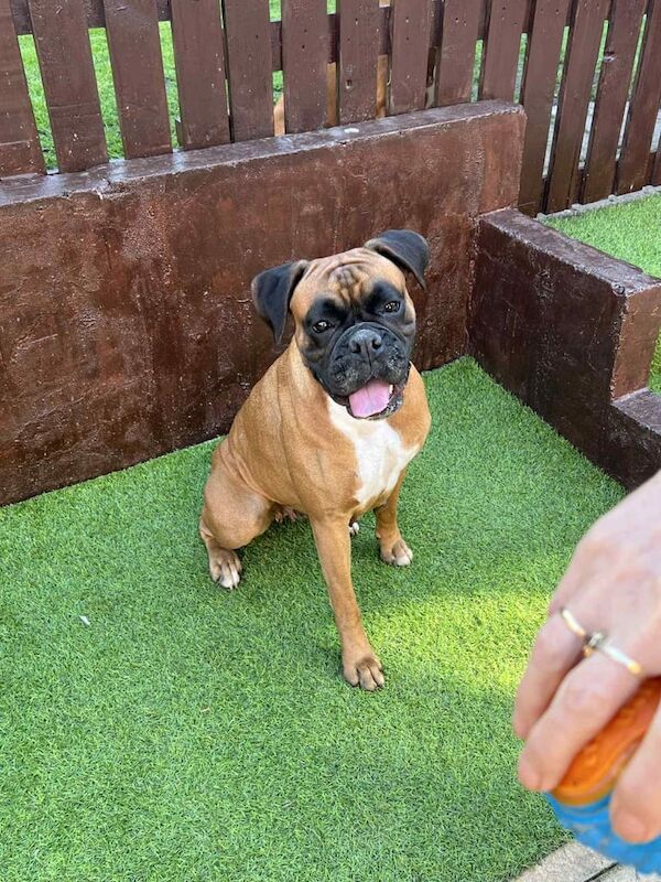 Boxer puppies for sale in Normanton, West Yorkshire – 4 years old