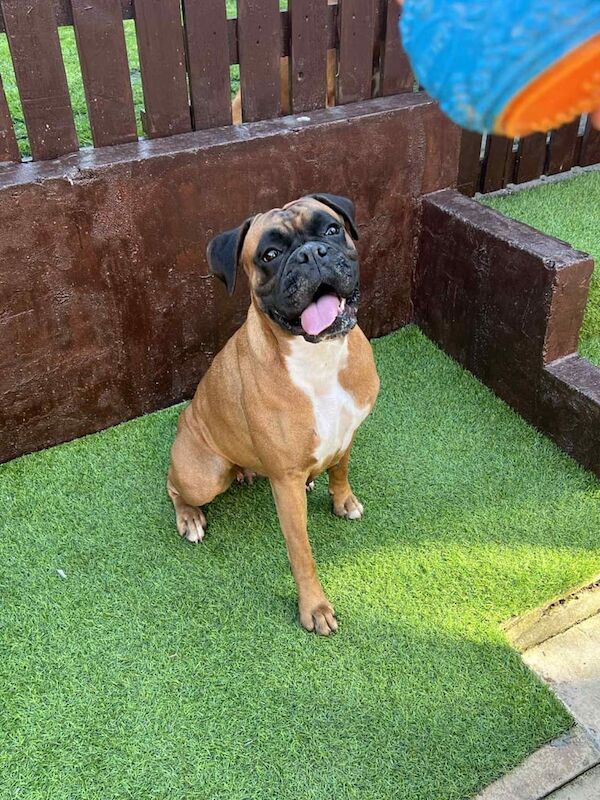 Boxer puppies for sale in Normanton, West Yorkshire – 4 years old - Image 2 of 3