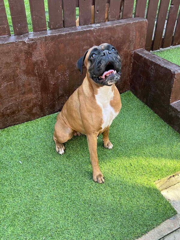 Boxer puppies for sale in Normanton, West Yorkshire – 4 years old - Image 3 of 3