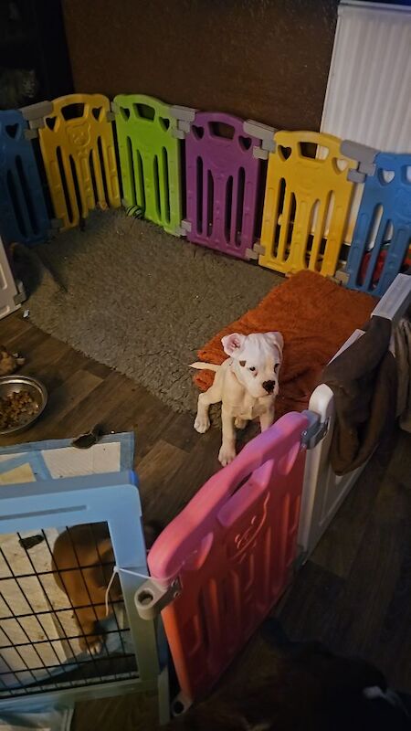 Boxer kc puppies for sale in TF2 8DT | Image 2