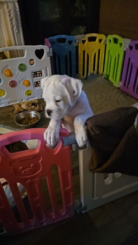 Boxer kc puppies for sale in TF2 8DT | Image 4