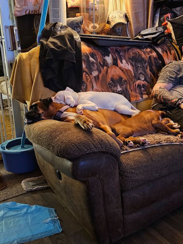 Boxer puppies for sale in TF2 8DT – KC registered, 8 months old - Image 8 of 13