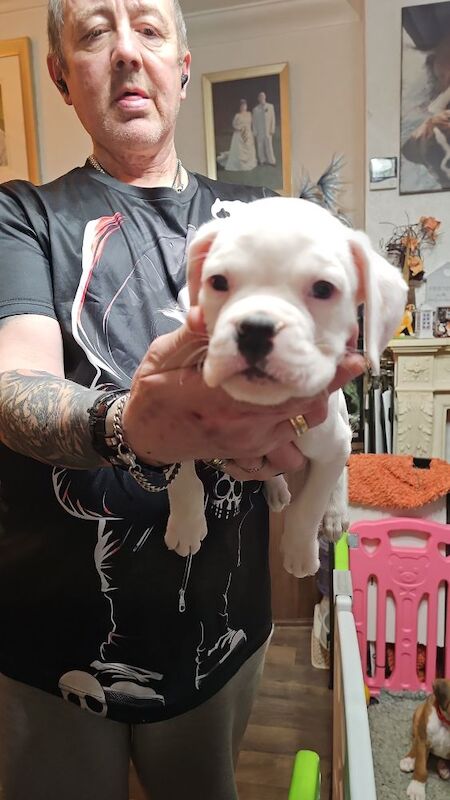 Boxer puppies for sale in TF2 8DT – KC registered, 8 months old - Image 9 of 13