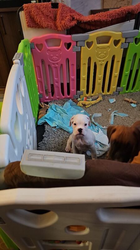 Boxer puppies for sale in TF2 8DT – KC registered, 8 months old - Image 10 of 13