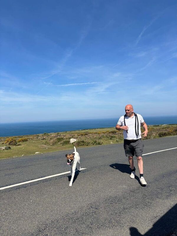 Boxer/ Lurcher for sale in Penryn, Cornwall
