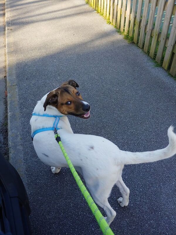 Boxer/ Lurcher for sale in Penryn, Cornwall | Image 2