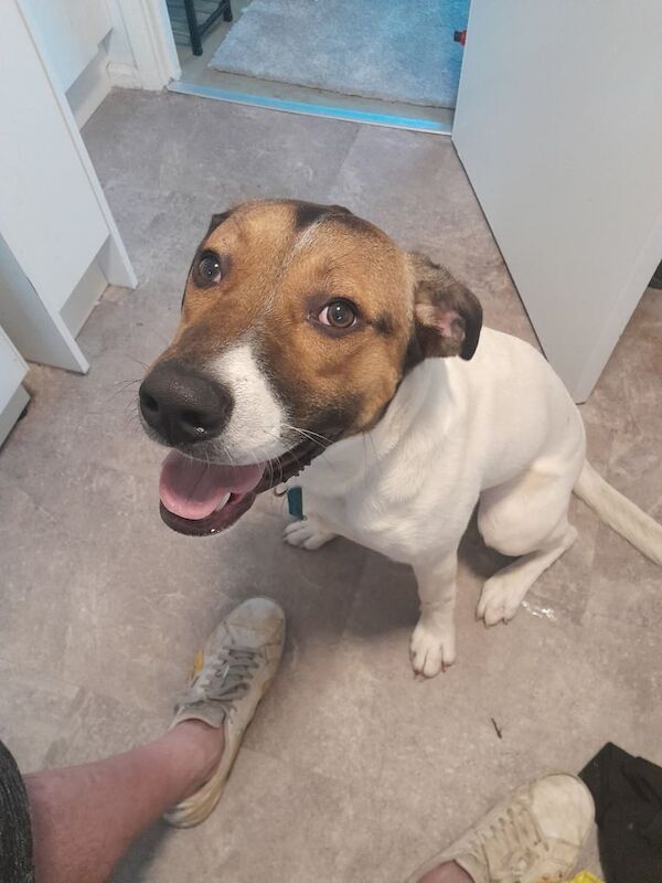 Boxer/ Lurcher for sale in Penryn, Cornwall | Image 3
