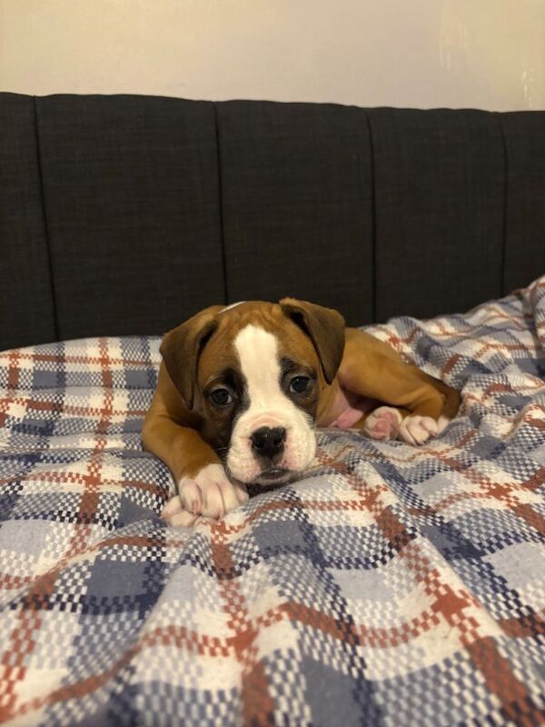 Boxer puppies for sale in Dungannon, County Tyrone – 9 weeks old - Image 4 of 4