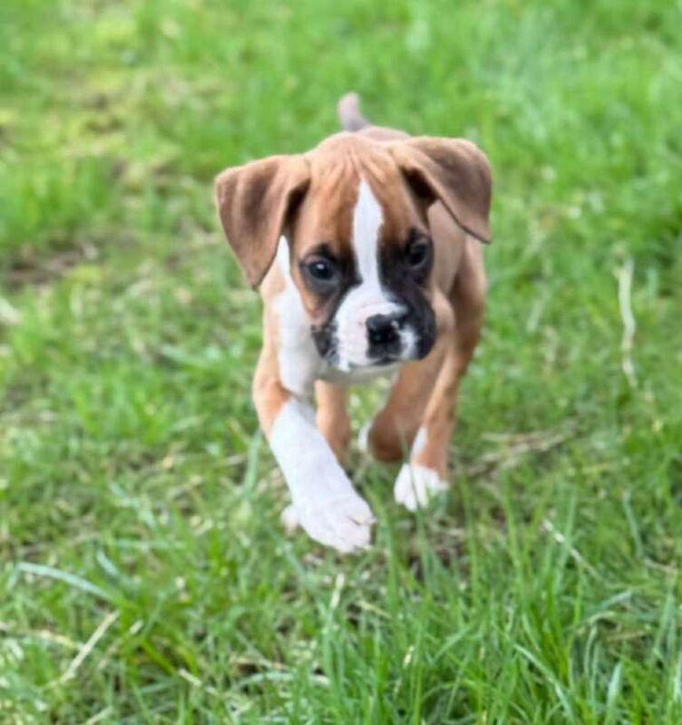 Boxer Puppies For Sale Under £1,000