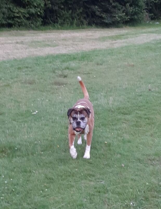 Boxer puppies wanted in Monikie, Angus – KC registered, 8 months old
