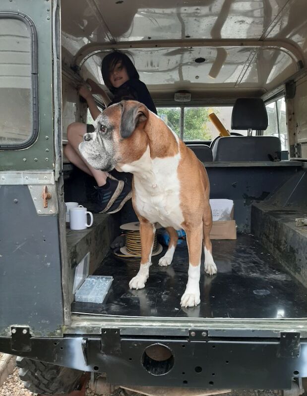 Boxer puppies wanted in Monikie, Angus – KC registered, 8 months old - Image 2 of 3