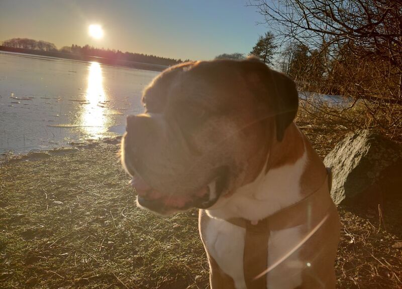 Boxer puppies wanted in Monikie, Angus – KC registered, 8 months old - Image 3 of 3