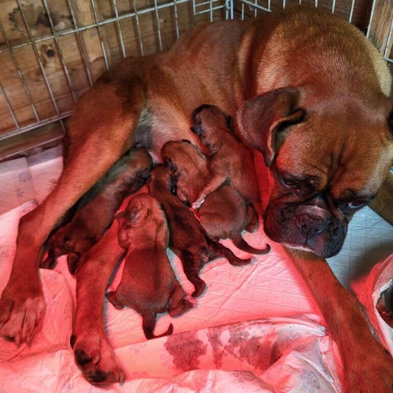 Boxer puppies for sale in Rhymney / Rhymni, Gwent – KC registered, 4 months old