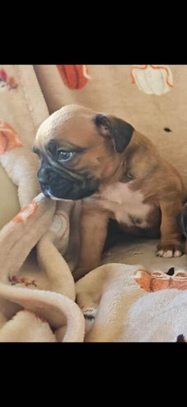 Boxer puppies for sale in Rhymney / Rhymni, Gwent – KC registered, 10 weeks old - Image 2 of 5