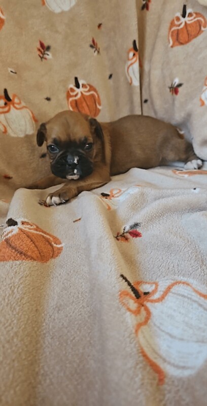 Boxer puppies for sale in Rhymney / Rhymni, Gwent – KC registered, 10 weeks old - Image 3 of 5