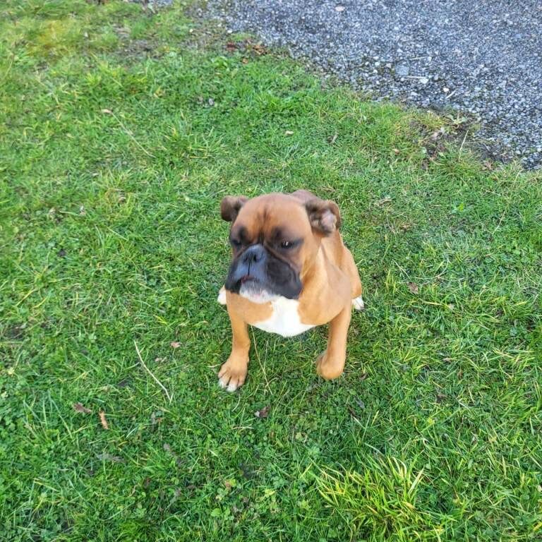 Boxer puppies for sale in Rhymney / Rhymni, Gwent – KC registered, 10 weeks old - Image 4 of 5