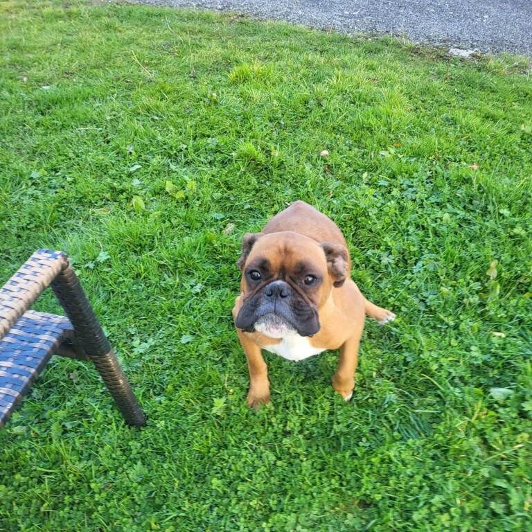 Boxer puppies for sale in Rhymney / Rhymni, Gwent – KC registered, 10 weeks old - Image 5 of 5