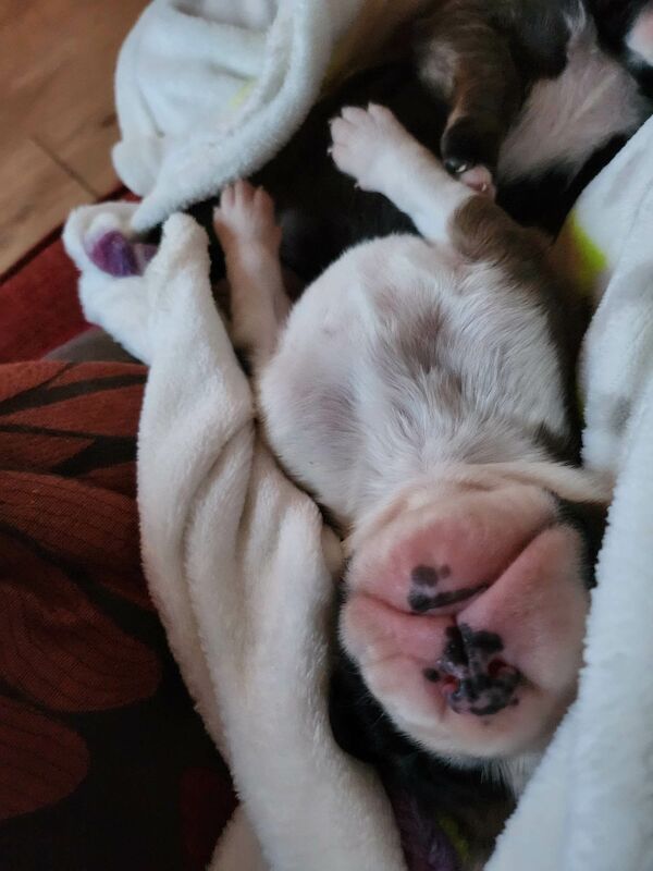 Boxer Puppies For Sale in Hartlepool, County Durham