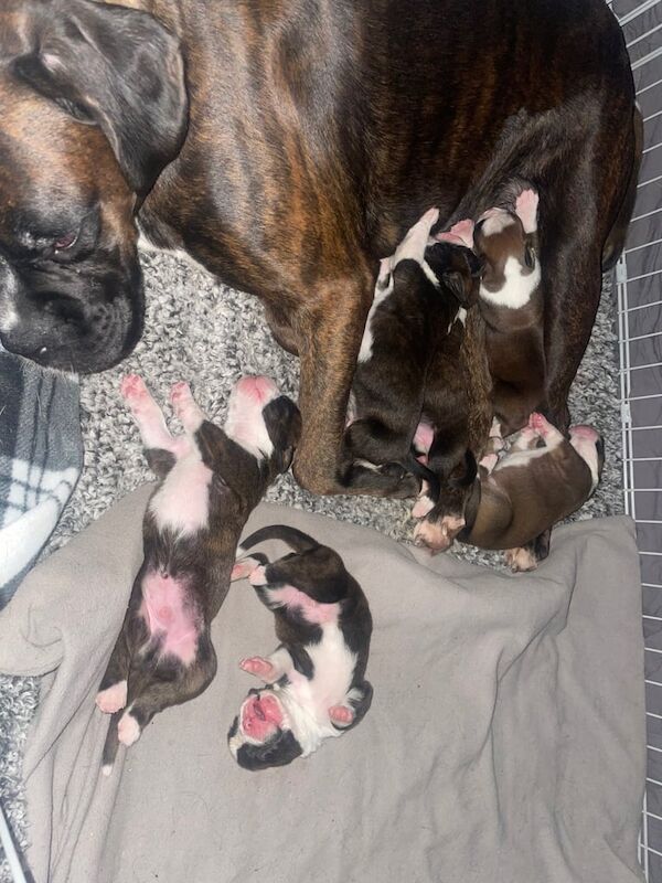 Boxer puppies for sale in County Antrim – 1 year old - Image 2 of 3