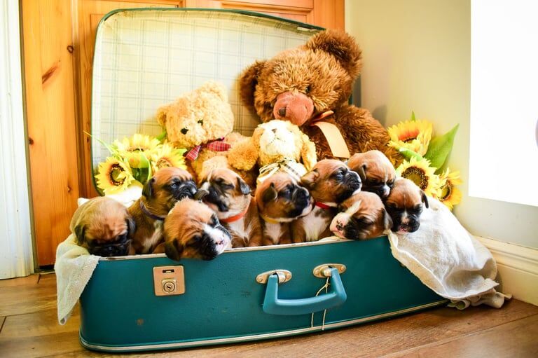 Boxer Puppies for sale in Ballyclare, County Antrim