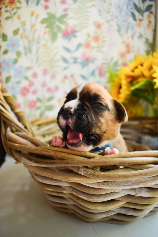 Boxer Puppies for sale in Ballyclare, County Antrim | Image 2