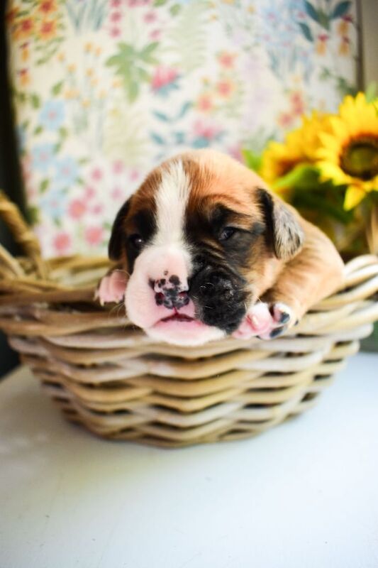 Boxer Puppies for sale in Ballyclare, County Antrim | Image 3