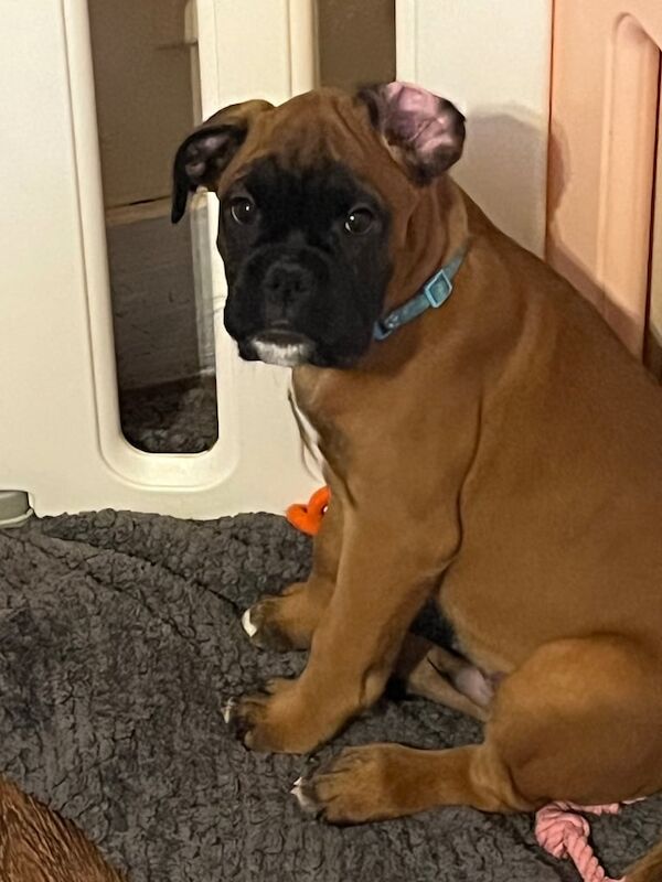 Boxer puppies for sale in Ayr, Ayrshire and Arran
