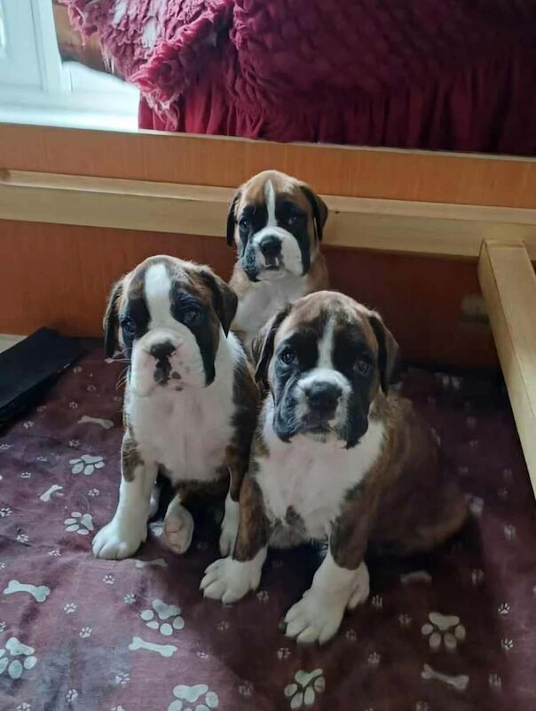 Boxer puppies for sale in Knowle, Bristol – 5 weeks old